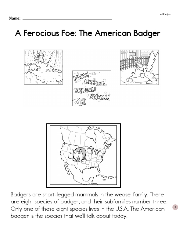 A Ferocious Foe: The American Badger