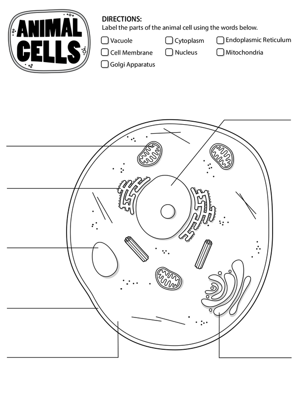 Animal Cell Exploration: Labeling Animal Cell Structures