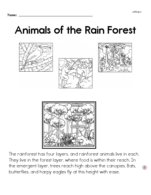 Animals of the Rain Forest