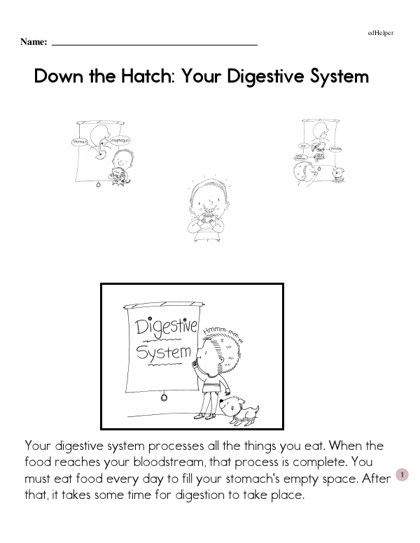 Down the Hatch: Your Digestive System