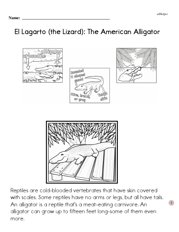 El Lagarto (the Lizard):  The American Alligator