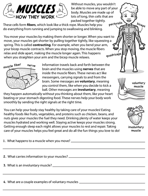 Understanding the Human Muscle System: How They Work