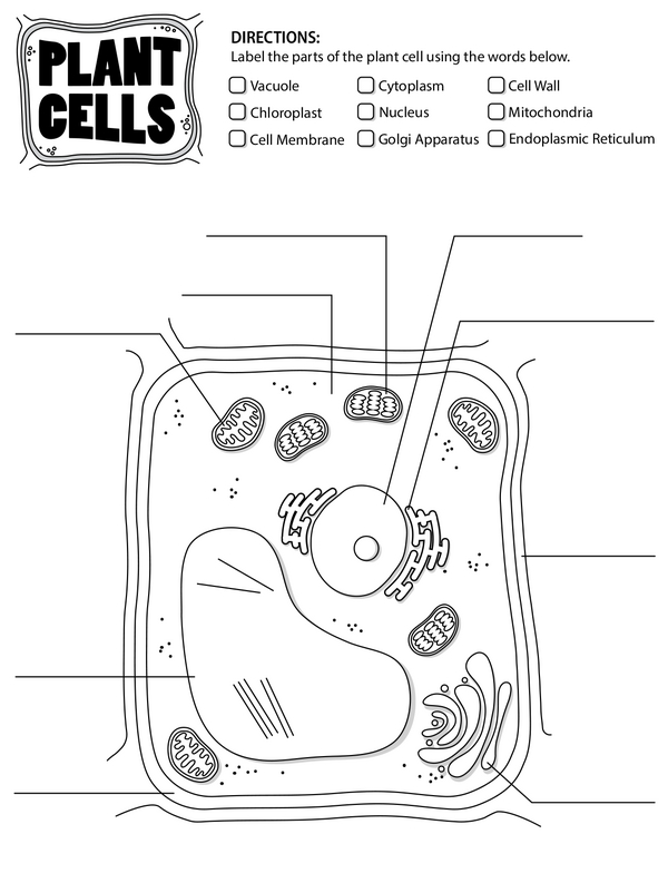 Plant Cell Anatomy: Exploring and Labeling the Components of a Plant Cell